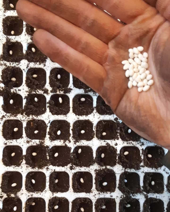 La Ferme des Cèdres