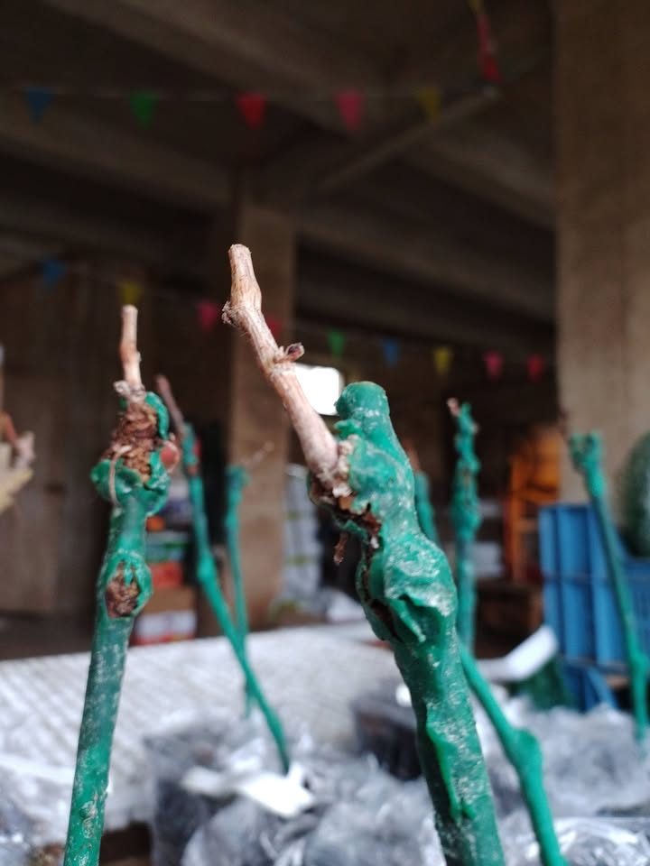 La Ferme des Cèdres