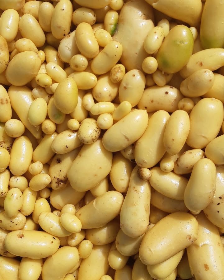 La Ferme des Cèdres